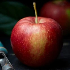 Jonagold Apple Tree -Bloom And Harvest FRU0219 2