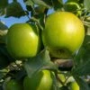Granny Smith Apple Tree -Bloom And Harvest FRU0227 1