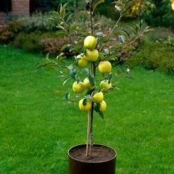 Golden Delicious Apple Tree -Bloom And Harvest FRU0228 3