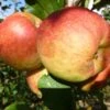 Falstaff Apple Tree -Bloom And Harvest FRU0235 3