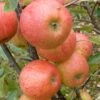 Elstar Apple Tree -Bloom And Harvest FRU0239 1