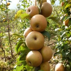 Best Apple Trees For Any Purpose | Growers' Choice -Bloom And Harvest FRU0241 1 c43ea40e e824 4bf5 b169 8efa7582996d