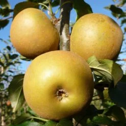 Egremont Russet Apple Tree Dwarfing Rootstock -Bloom And Harvest FRU0241 3