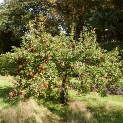 The 3 Best Fruit Trees For Small Gardens | Apple, Cherry & Fig -Bloom And Harvest FRU0242 3 21dd8b56 bfea 48f7 b97e 2b8032bce0e0