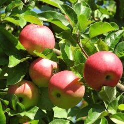 Best Apple Trees For Any Purpose | Growers' Choice -Bloom And Harvest FRU0242 4 c500f52f b719 4fa0 ab61 312d2fff07b4