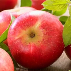 'Discovery' Semi-Dwarf Apple Tree -Bloom And Harvest FRU0242 6