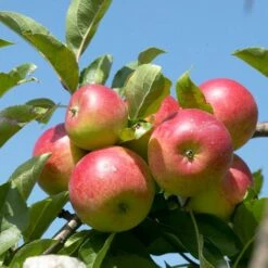 Cross-Pollinating Apple Collection | Bramley, Gala & Discovery -Bloom And Harvest FRU0243 1 15ec1a5b 1906 4911 bd4c 19e8b2d68520