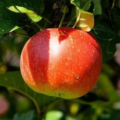 Cross-Pollinating Apple Collection | Bramley, Gala & Discovery -Bloom And Harvest FRU0243 2 538669d9 655b 4465 bbf2 b20b42c56acb