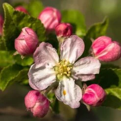 Braeburn Hillwell Apple Tree -Bloom And Harvest FRU0249 3