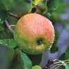Blenheim Orange Apple Tree 2 Blenheim Orange Apple Tree -Bloom And Harvest FRU0251 1 5bb2b669 d02c 4af9 b810 5366af20ec41
