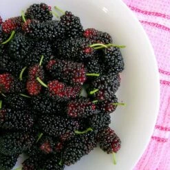 'King James' Mulberry Tree | Morus Nigra -Bloom And Harvest FRU0380 4