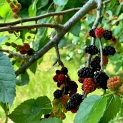 'King James' Mulberry Tree | Morus Nigra -Bloom And Harvest FRU0380 5