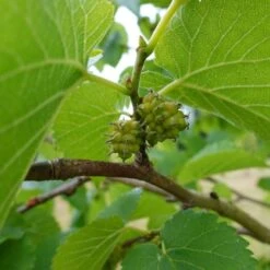 'King James' Mulberry Tree | Morus Nigra -Bloom And Harvest FRU0380 7