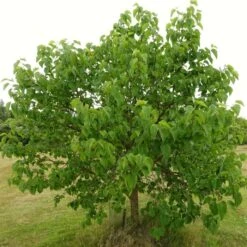 'King James' Mulberry Tree | Morus Nigra -Bloom And Harvest FRU0380 8