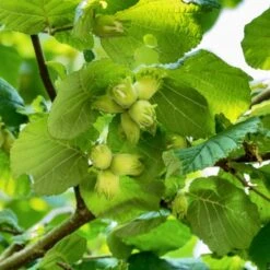 A Completely Edible Hedge | 3/5/10/20m Packs -Bloom And Harvest FRU0395 1 71188b30 7433 4fb5 9094 d438602f6b86