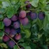 'Guinevere' Plum Tree -Bloom And Harvest FRU0435 1