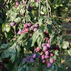 'Rivers Early Prolific' Plum Tree -Bloom And Harvest FRU0437 2