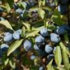 'Southampton Selection' Sloe Tree -Bloom And Harvest FRU0441 2 2bd84aa8 0f5a 432b 8da0 598c6ffa4278