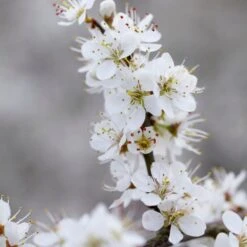 'Southampton Selection' Sloe Tree -Bloom And Harvest FRU0441 3 2457e5ec c895 4c69 8f4b f2f32ae67a0e