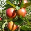 'Ellisons Orange' Apple Tree -Bloom And Harvest FRU0452 1