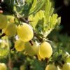 Hinnonmaki Yellow' Gooseberry Bush -Bloom And Harvest FRU0474 1