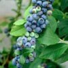 'Earliblue' Blueberry Bush -Bloom And Harvest FRU0483 1