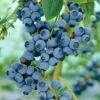 Ozarkblue' Blueberry Bush -Bloom And Harvest FRU0485 1
