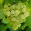 'Perlette' Grape Vine -Bloom And Harvest FRU0491 2