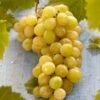 'Muscat Of Alexandria' Grape Vine -Bloom And Harvest FRU0492 1