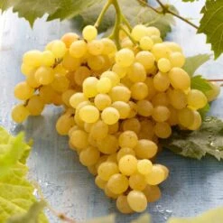 'Muscat Of Alexandria' Grape Vine -Bloom And Harvest FRU0492 3