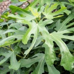 'Little Miss Figgy' Patio Fig Tree -Bloom And Harvest FRU0502 2