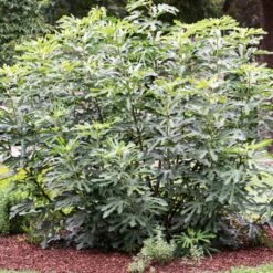 'Little Miss Figgy' Patio Fig Tree -Bloom And Harvest FRU0502 3