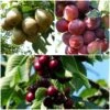 Mini Orchard Collection | Cherry, Pear & Plum Trees -Bloom And Harvest FRUCOL1 1