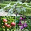 3 Super Easy To Grow Fruit Trees | Apple, Fig & Plum -Bloom And Harvest FRUCOL10 1