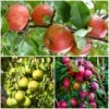 The 3 Top Performing Fruit Trees To Grow In The UK | Apple, Pear & Plum -Bloom And Harvest FRUCOL11 1