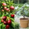 The 3 Best Fruit Trees For Small Gardens | Apple, Cherry & Fig -Bloom And Harvest FRUCOL12newmain