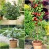 The 3 Best Fruits To Grow In Pots | Nectarine, Fig & Blueberry -Bloom And Harvest FRUCOL13 newmain1