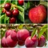 Mini Orchard Collection | Apple, Cherry & Plum -Bloom And Harvest FRUCOL2 1