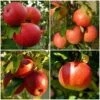 Endless Apples Collection | Scrumptious, Braeburn Hillwell, James Grieve & Red Windsor 1 Endless Apples Collection | Scrumptious, Braeburn Hillwell, James Grieve & Red Windsor -Bloom And Harvest FRUCOL3 1