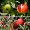 Cross-Pollinating Apple Collection | Bramley, Gala & Discovery -Bloom And Harvest FRUCOL5 1