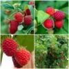 Award Winning Raspberry Canes | Growers' Choice -Bloom And Harvest FRUCOL7 1