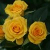 'Flower Power Gold' Patio Shrub Rose -Bloom And Harvest Flower Power Gold a 0507a550 61f1 46e0 b977 2e44f8d966c8