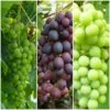 Full Season Grape Vines Collection -Bloom And Harvest FullSeasonGrapes ba003ba1 628c 46a1 8168 b6e690c30510
