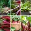 Full Season Rhubarb Collection -Bloom And Harvest FullSeasonRhubarb e9b1ded6 987b 48b1 a38e f4cd44653105