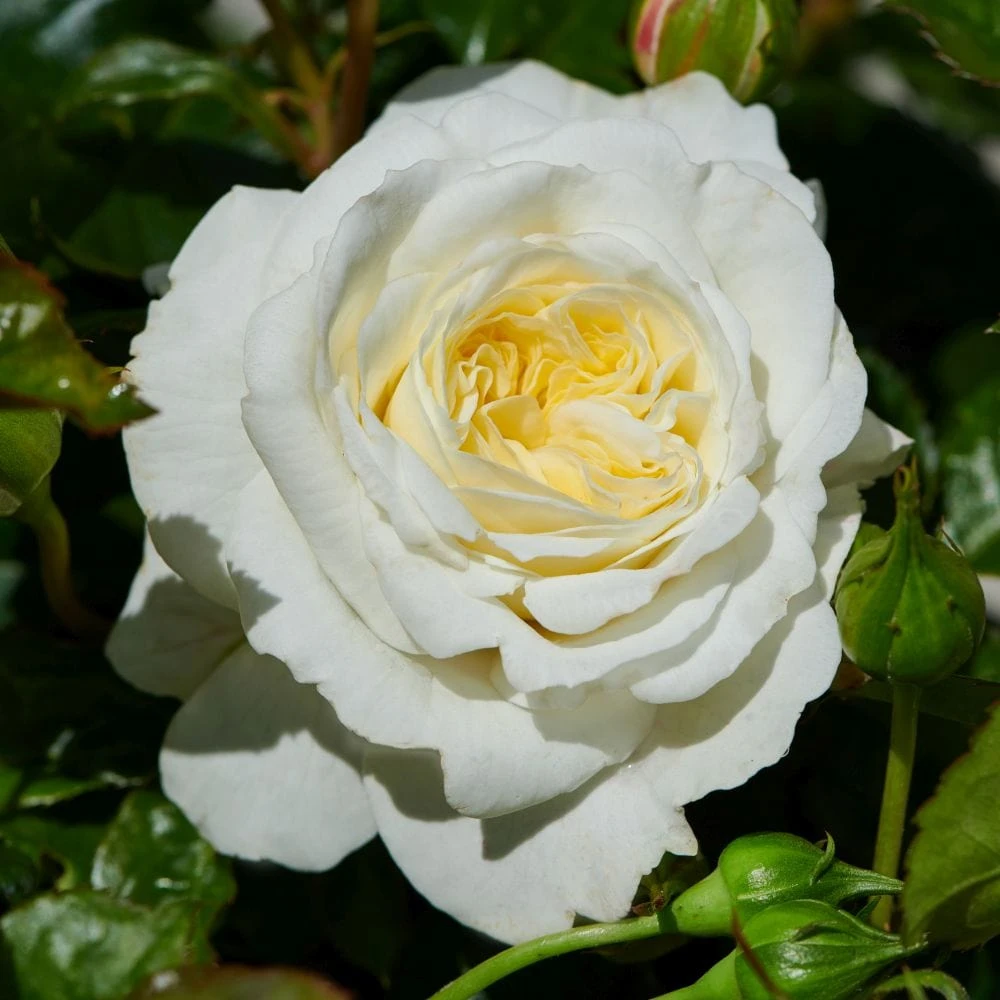 'Patio Hit Georgia' Patio Shrub Rose 3 'Patio Hit Georgia' Patio Shrub Rose