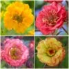 Geums Are Forever Collection -Bloom And Harvest Geum collage a82ec2d7 b9d4 4495 ad64 2b52433ec195