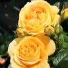 'Global Beauty (Candlelight)' Hybrid Tea Rose -Bloom And Harvest Global Beauty 1
