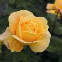 'Global Beauty (Candlelight)' Hybrid Tea Rose -Bloom And Harvest Global Beauty 2