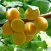 Golden Glow Apricot Tree -Bloom And Harvest GoldenGlow 1