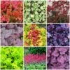 The All Year Round Heuchera Collection -Bloom And Harvest Heuchera collage 985115b0 6ec9 401b 845f 453a327300c9